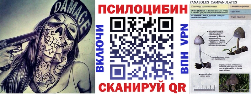 Купить где  Новотитаровская  Галлюциногенные грибы Psilocybe 